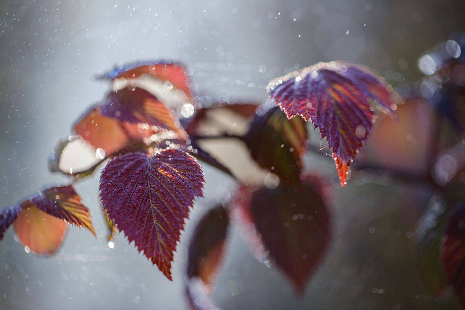 , Зеленько Дмитрий