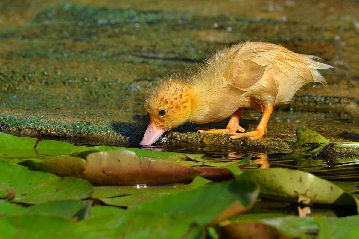 , Людмила Бекман