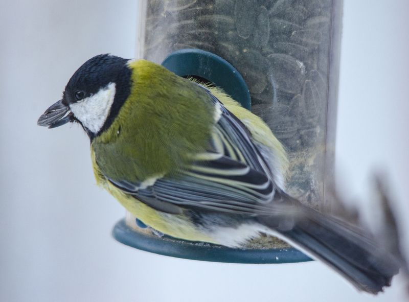 Большая синица фото превью