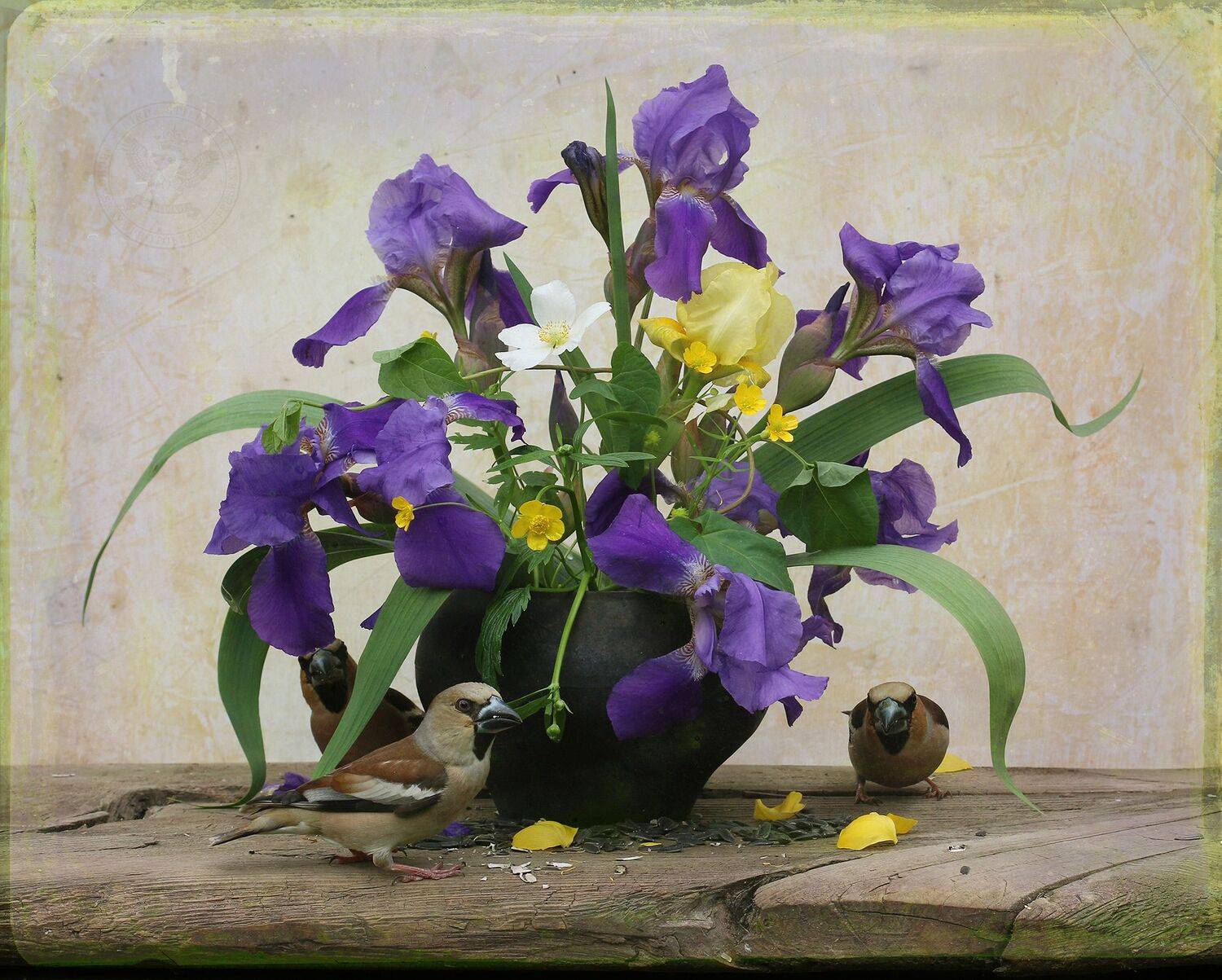 дубонос, Хромушин Олег