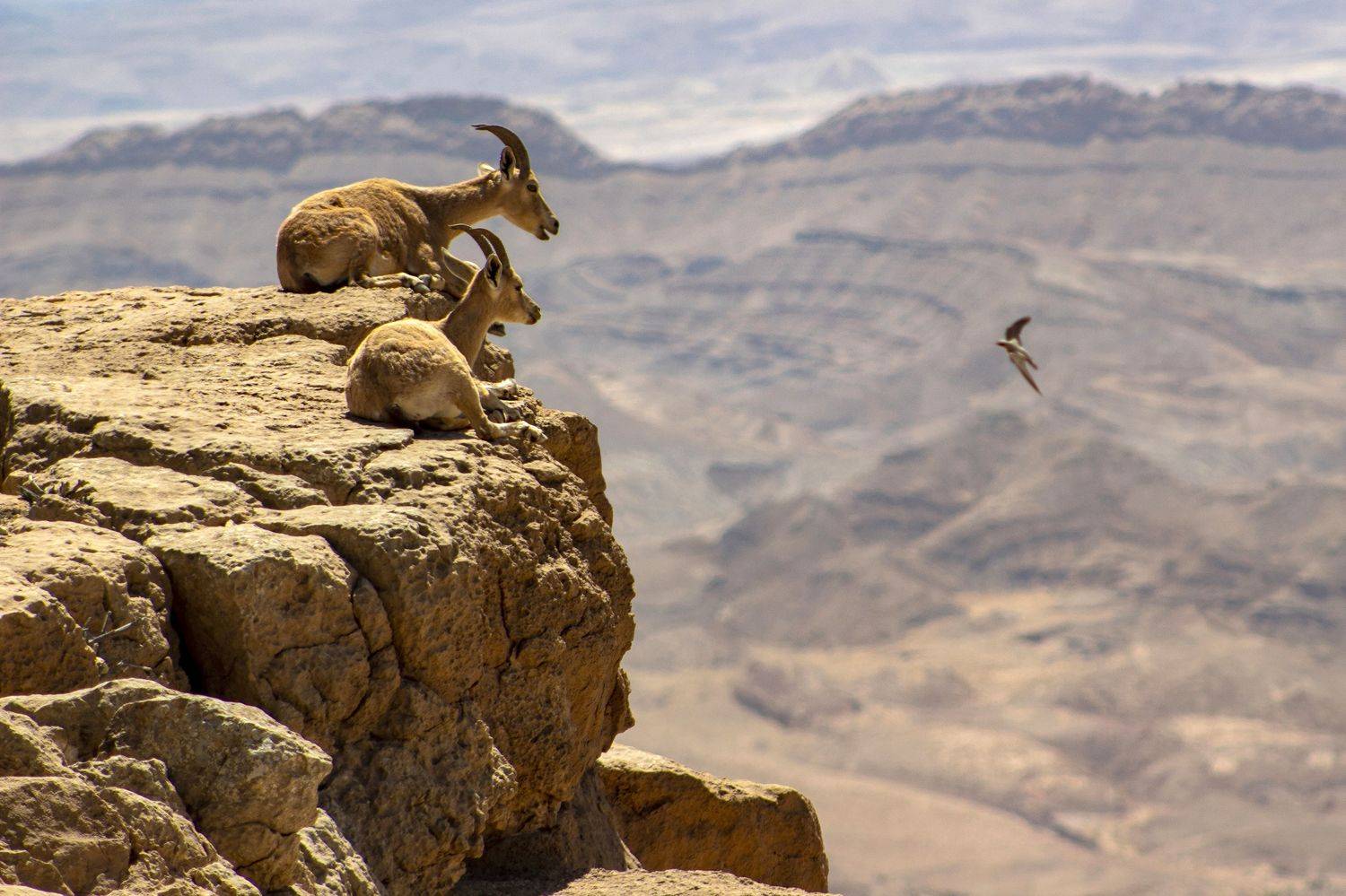 , Вадим Городницкий