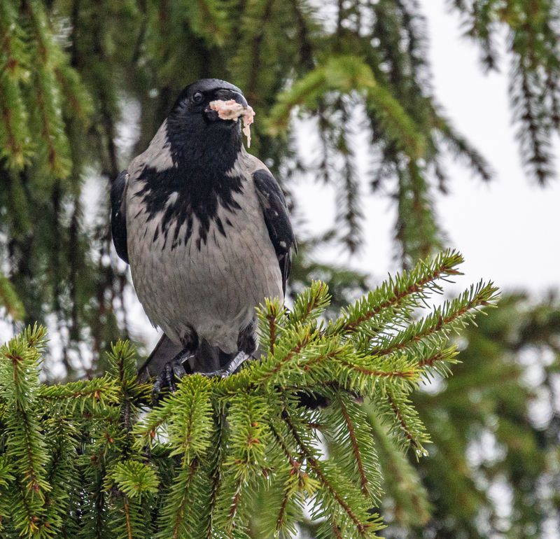 Утренний завтрак с новогоднего стола фото превью