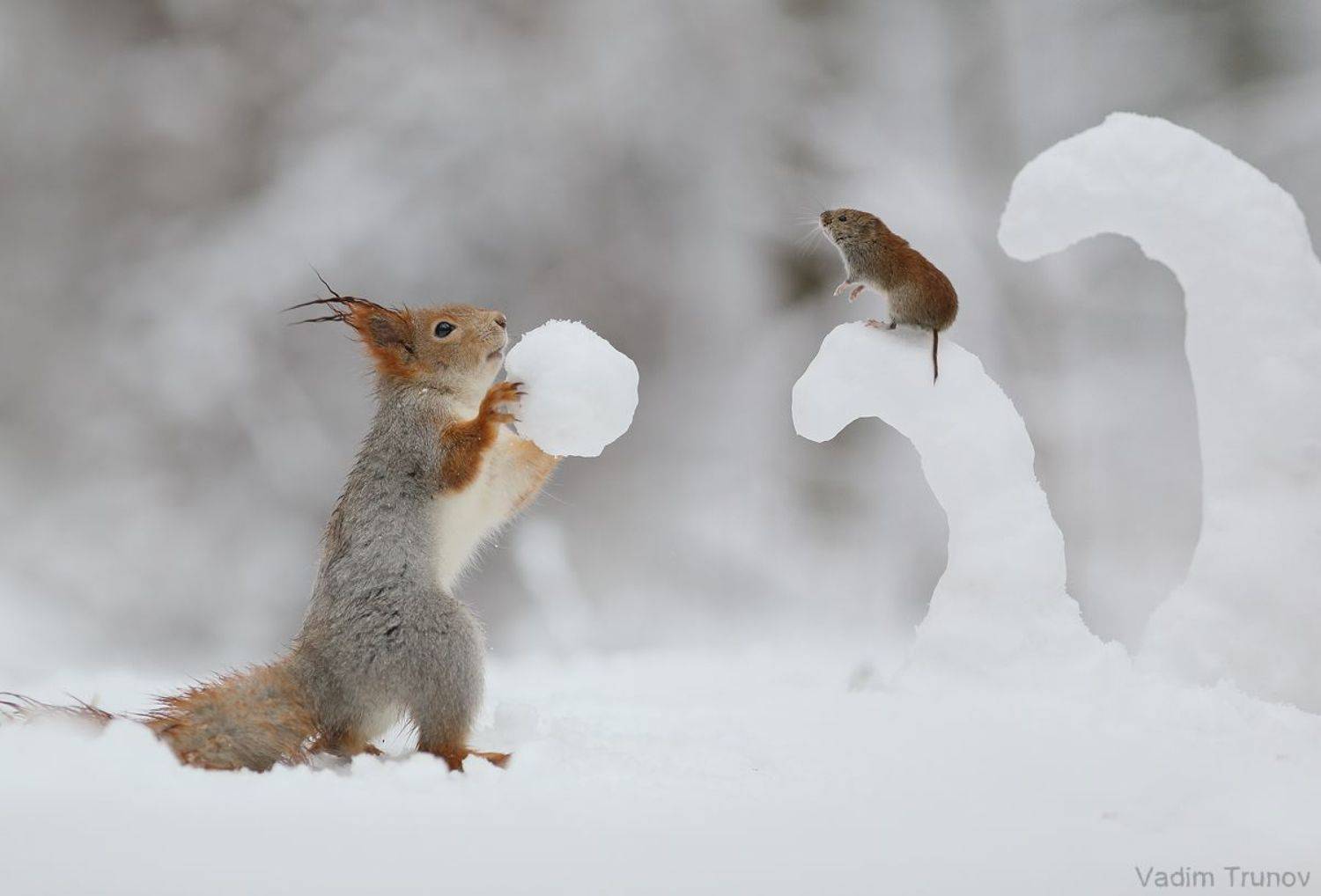белка, squirrel, mouse, мышь, Вадим Трунов