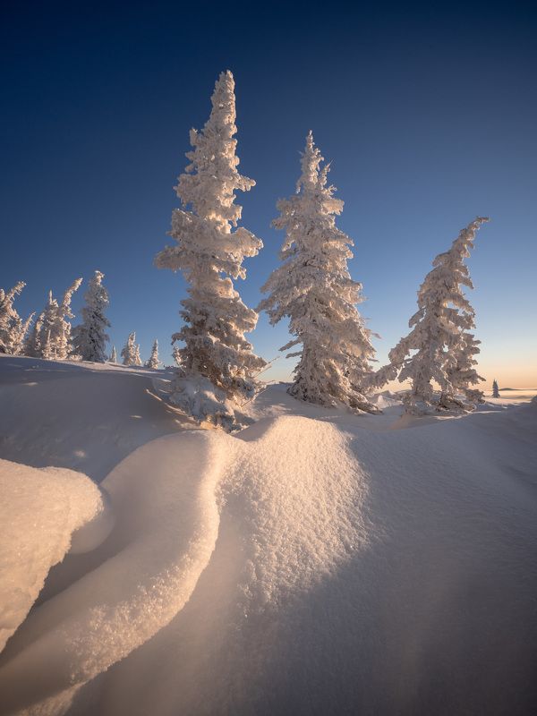 Причудливые ели… Weird firs... фото превью