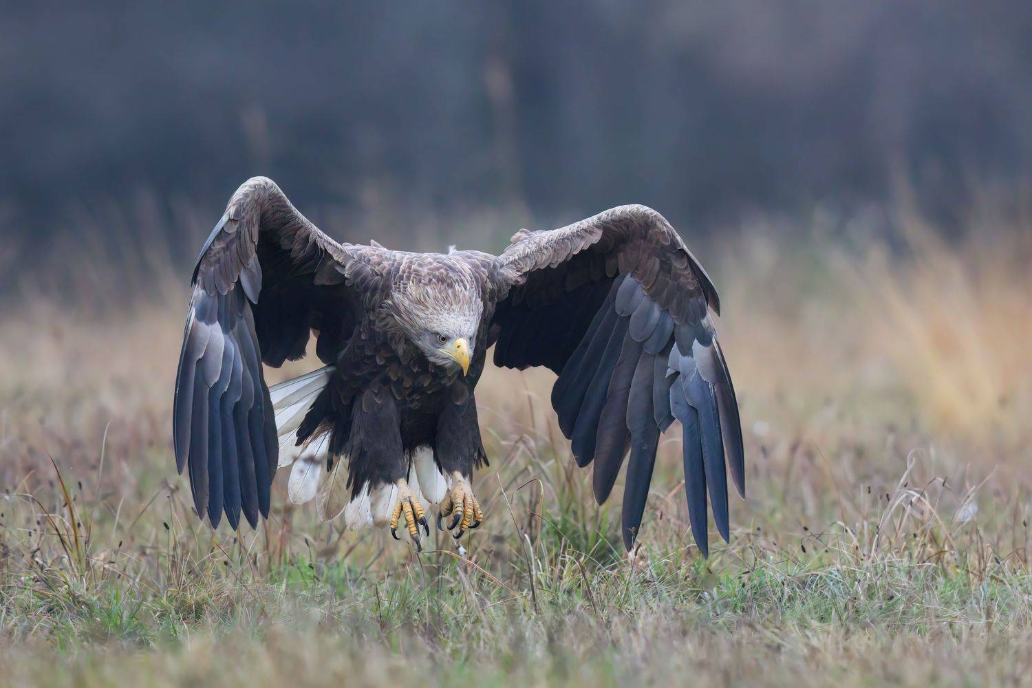 , Фруман Евгений