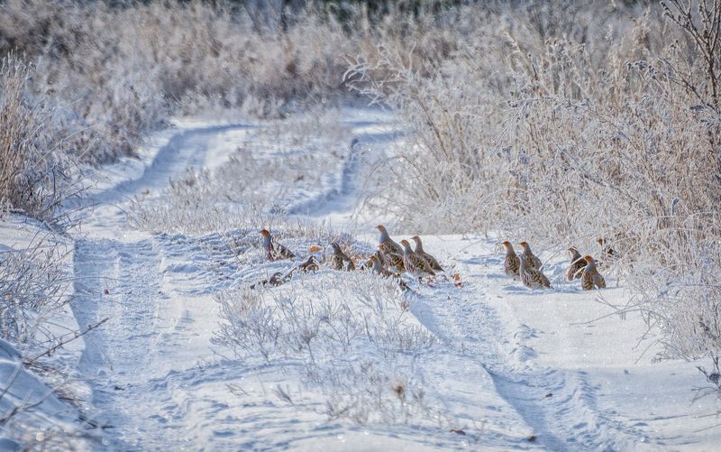 птица, куропатка, куропатки фото превью