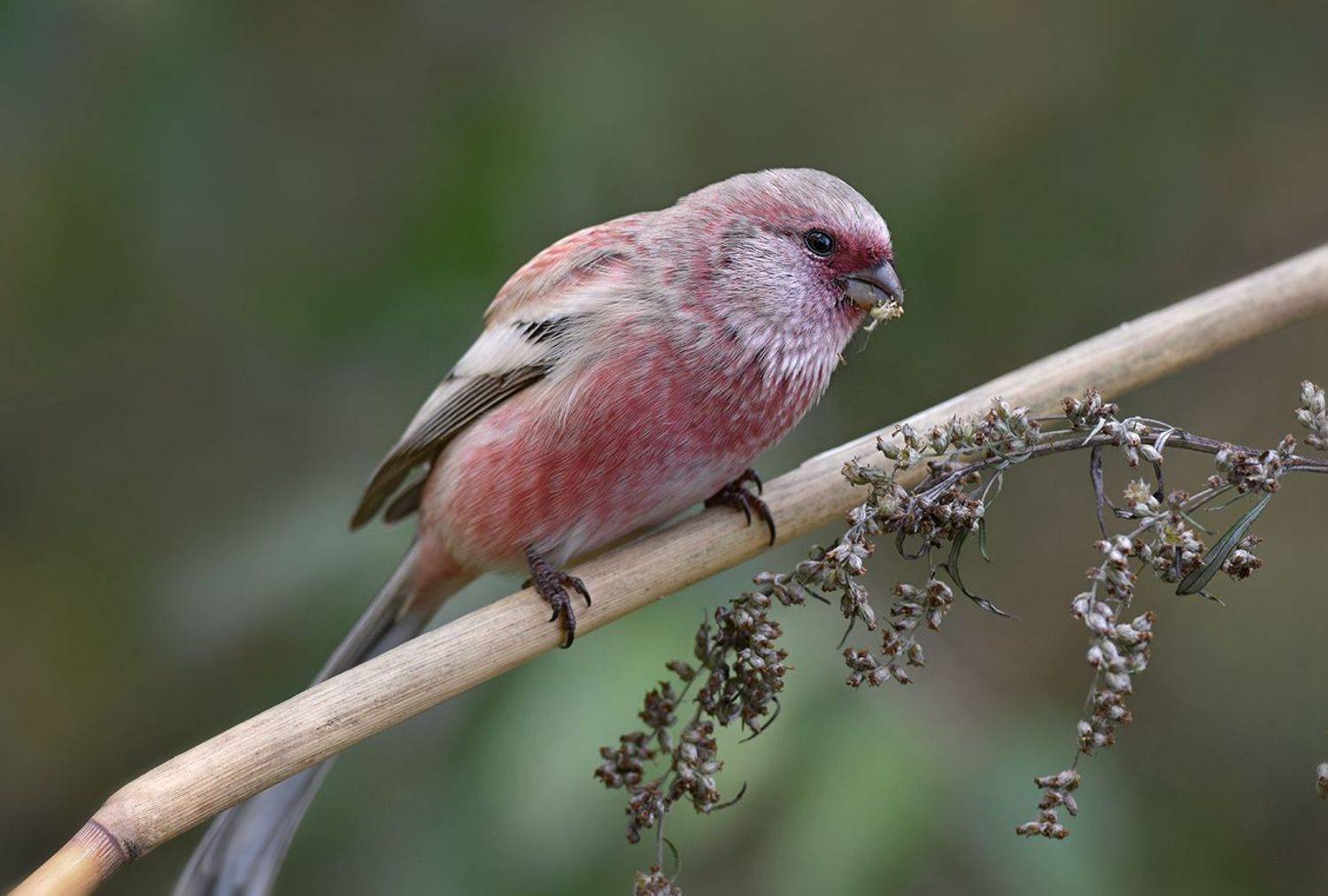 урагус,длиннохвостый снегирь,полынь,завтрак, Иван