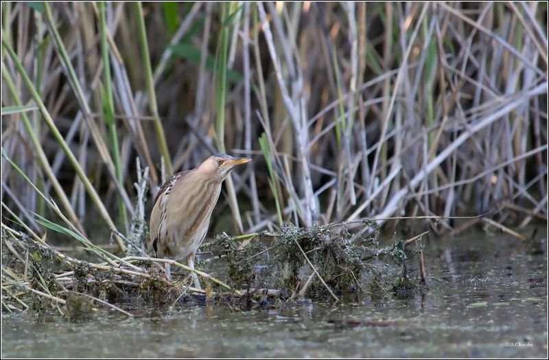 птица,выпь,малая,волчёк,болото На болоте фото превью