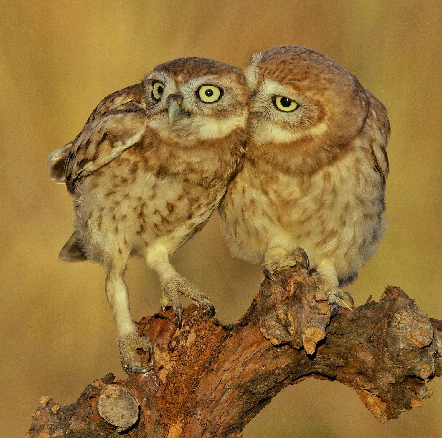 Little owls . Автор: David Manusevich , David Manusevich
