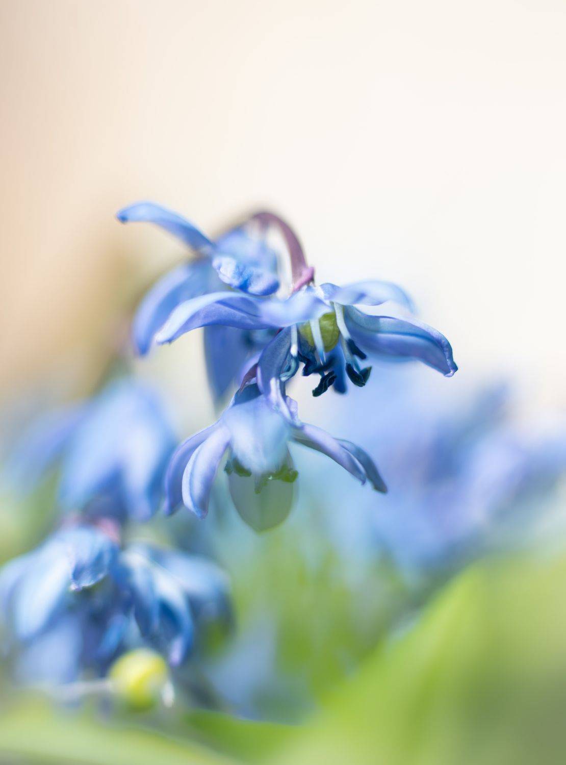 весна цветок боке bokeh flower spring, Рохмистрова Мария