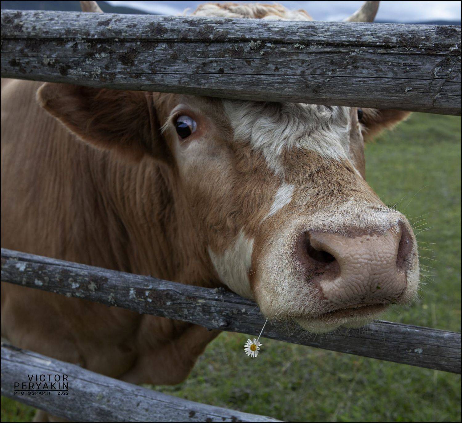 , Виктор Перякин