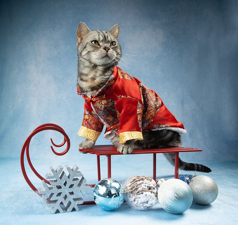 сat, кот животные, кошки, рыжий кот,  ginger, новый год, американский короткошерстный кот, american shorthair cat, праздник C Новым Годом! Happy New Year! фото превью