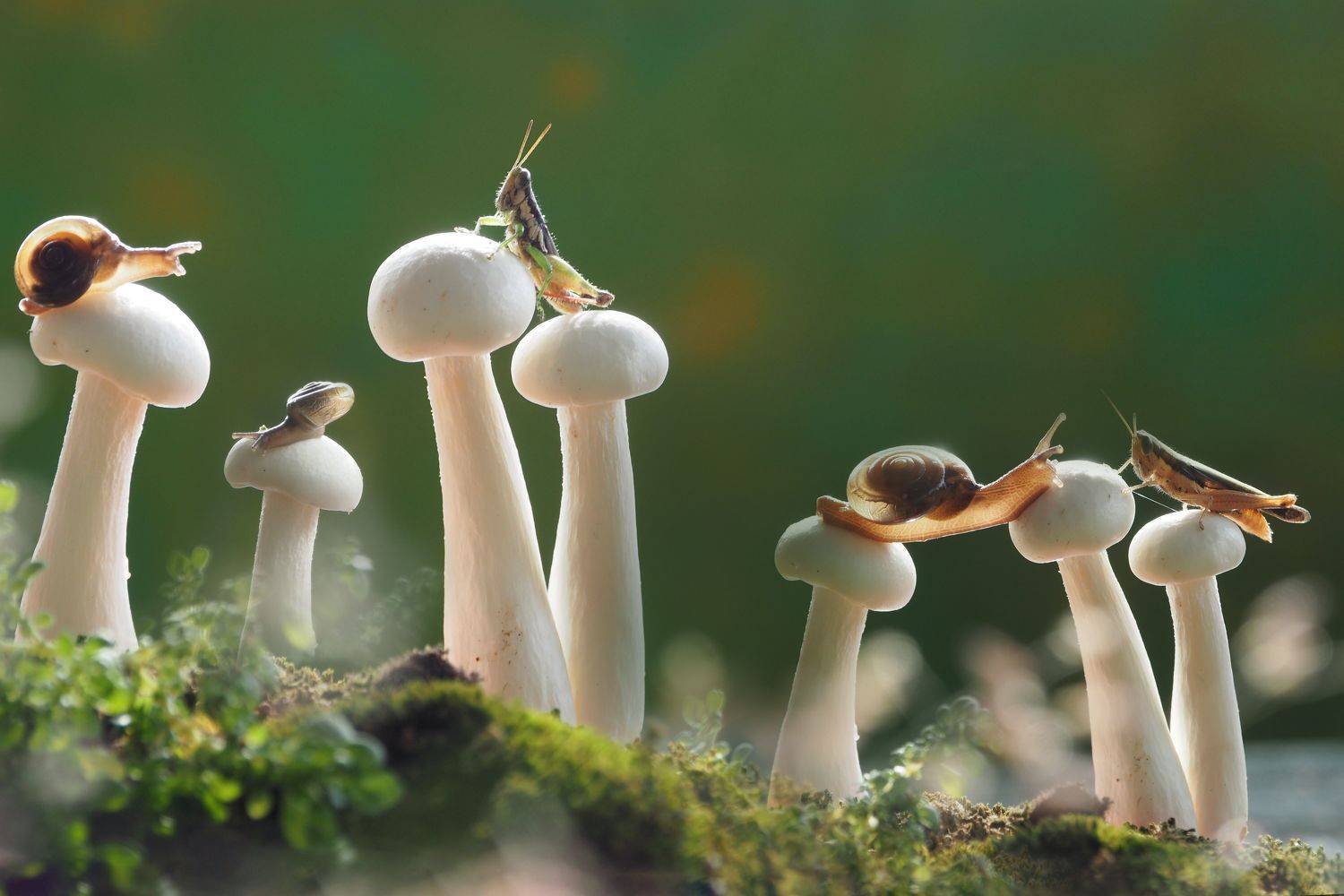 Macro, muhammad faishol husni