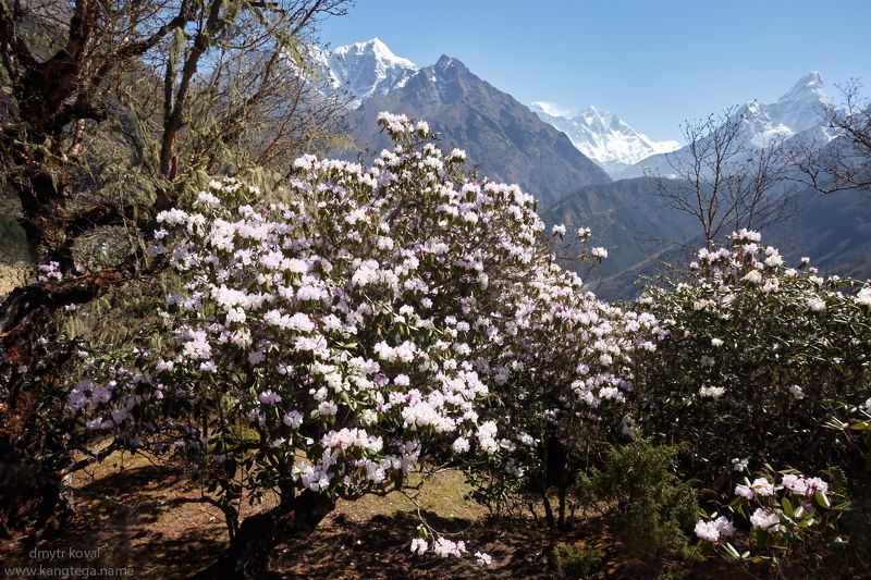 дмитр коваль, гималаи вне треков Гималайские светенья фото превью