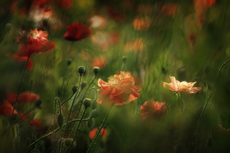 Летний муар фото превью