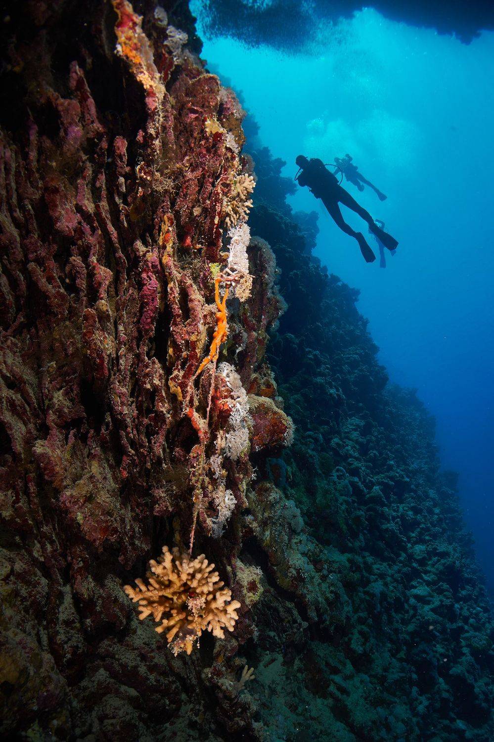 подводная фотосъемка, коралловый риф, рыбы, тропические рыбки, дайвинг, море, PAVEL PEREPECHAEV