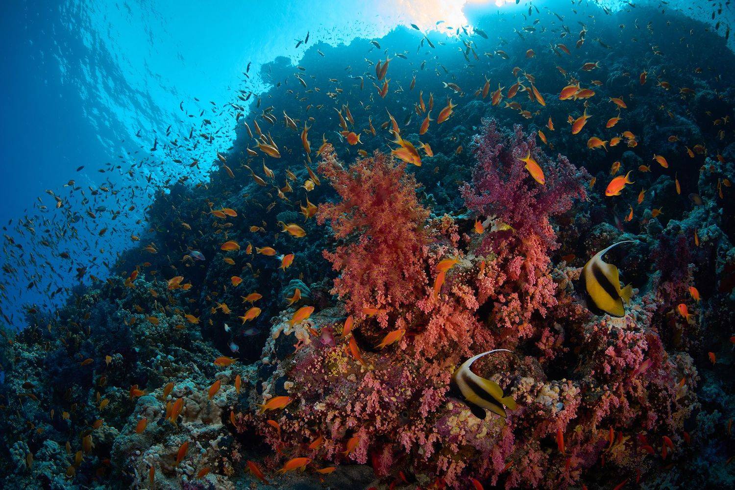 подводная фотосъемка, коралловый риф, рыбы, тропические рыбки, дайвинг, море, PAVEL PEREPECHAEV