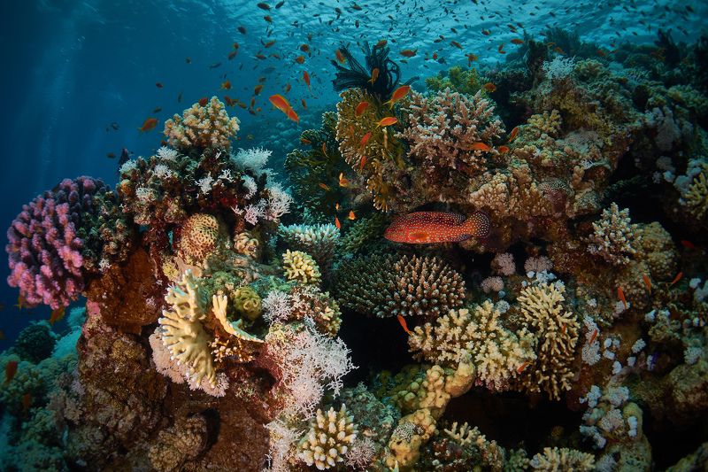 Reef / риф фото превью