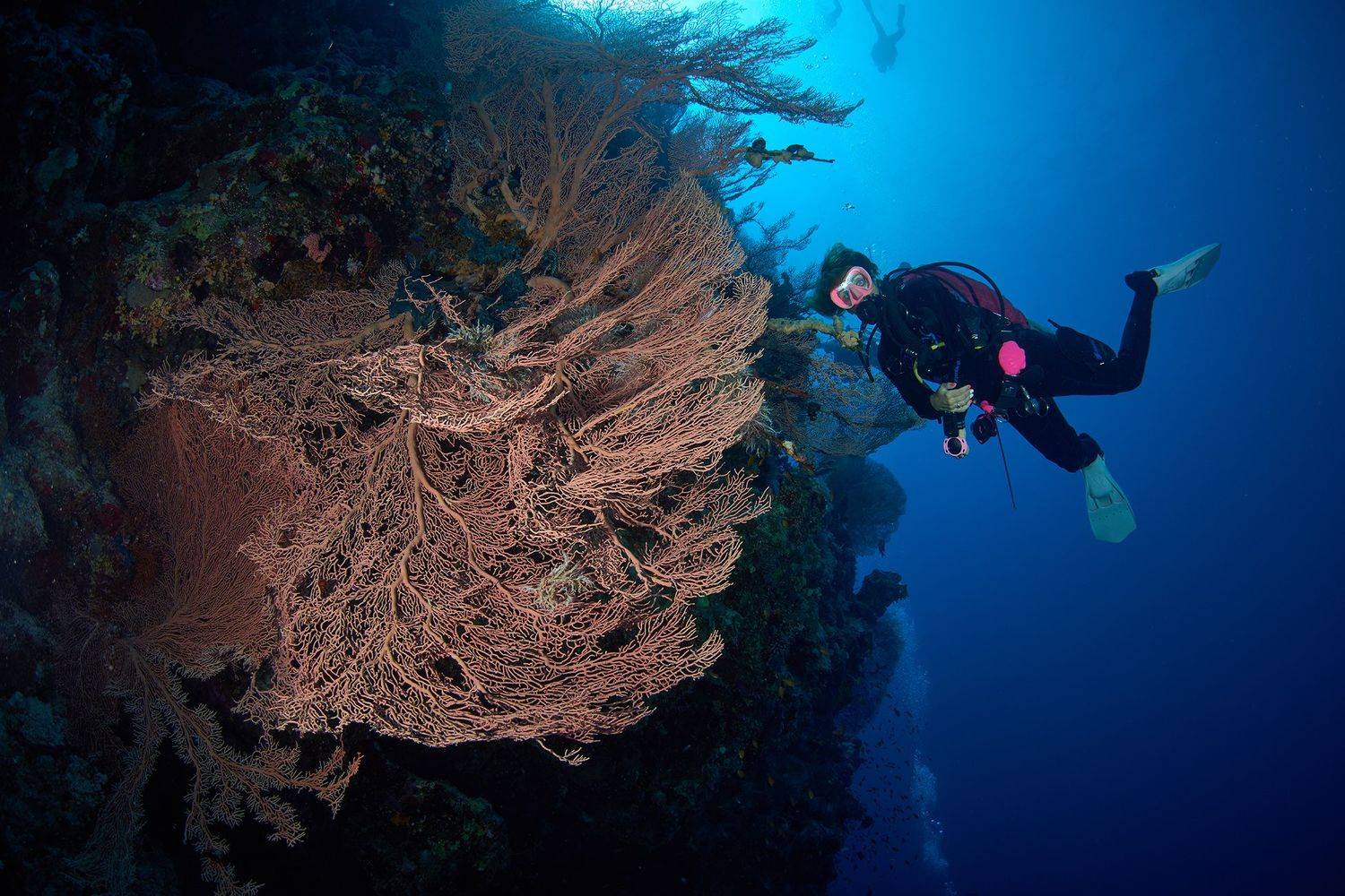 подводная фотосъемка, коралловый риф, рыбы, тропические рыбки, дайвинг, море, PAVEL PEREPECHAEV