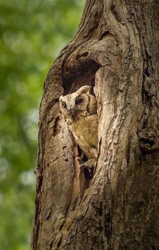 Collared scops owl