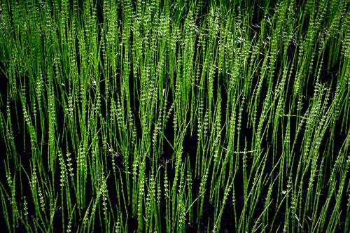 На весеннем болоте