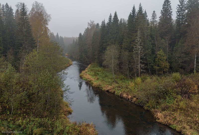 осень, малая коша, тверская область, природа *** фото превью