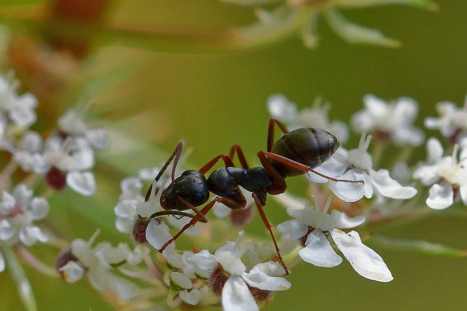 , Корнейчук Игорь