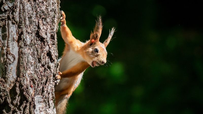 Белка и орех фото превью