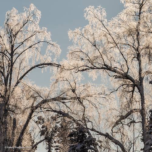 Мороз и солнце ...