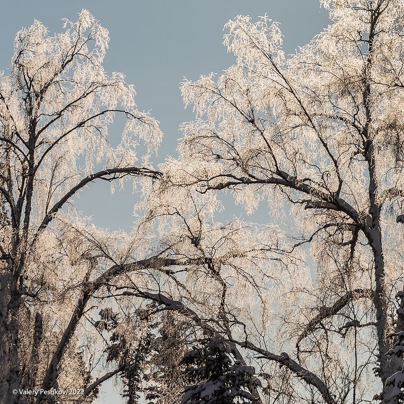 с новым годом, зима, иней, снег, березы, горная шория Мороз и солнце ... фото превью