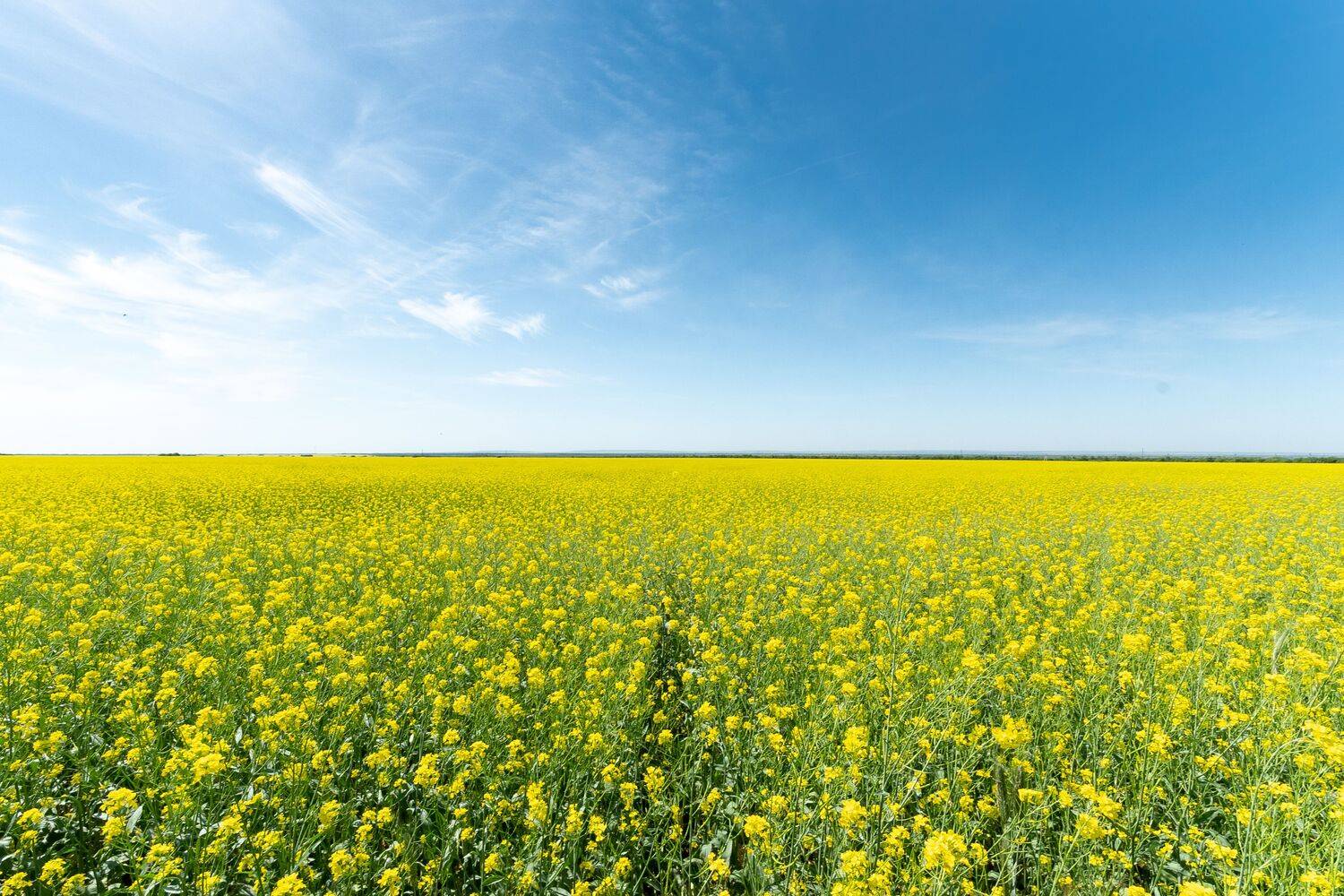 mustard, filed, volgograd, russia, wildlife, , Сторчилов Павел