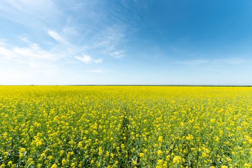 Mustard field