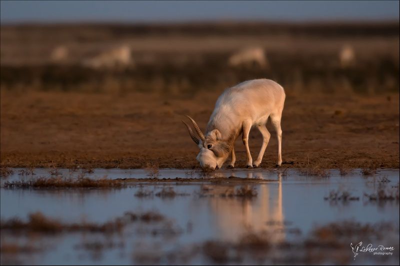 * * * фото превью