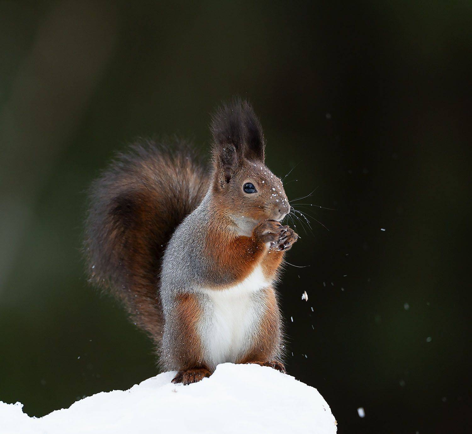 белка, красавица,зима,лес,поляна, природа, squirrel, beautiful, forest, winter, nature, Стукалова Юлия