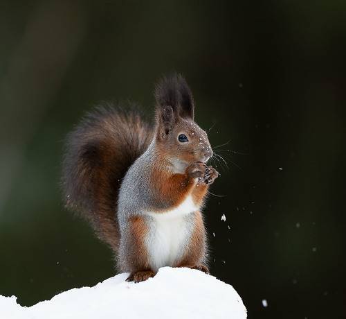 Снежная белка
