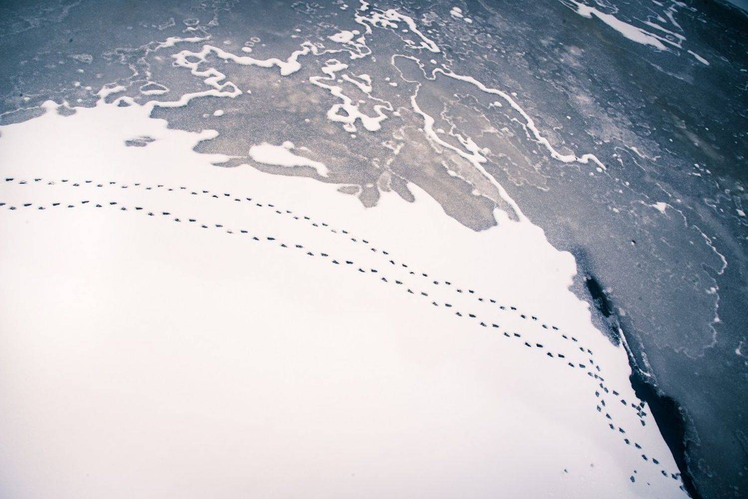 , Курзина Елена