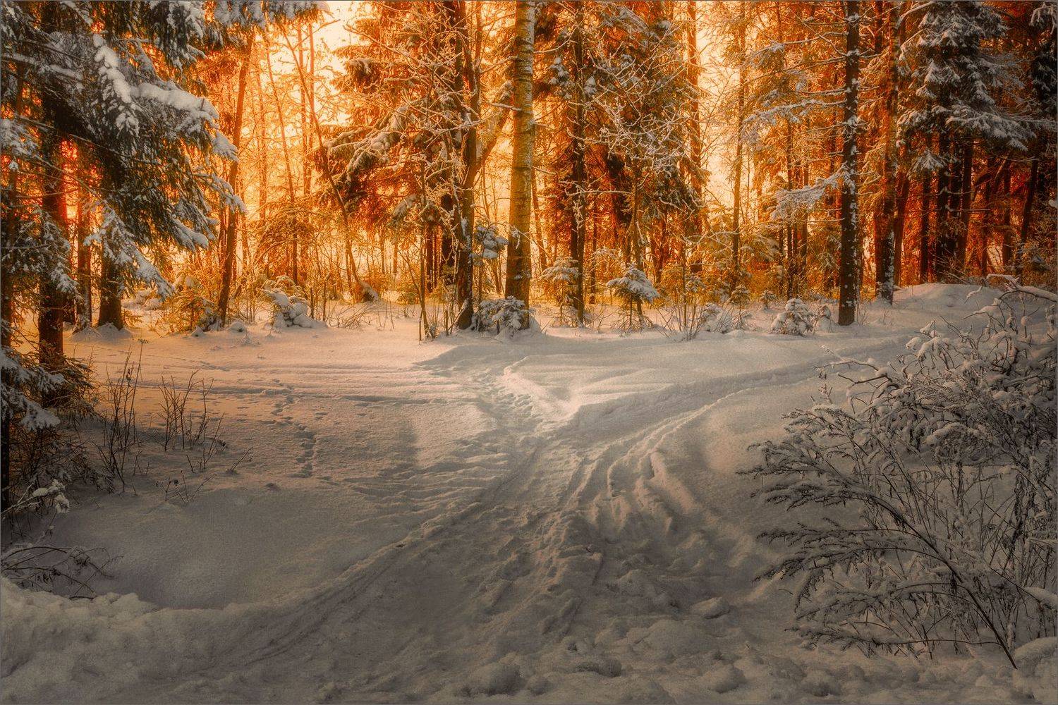 пейзаж, зима, утро, лес, свет, цвет, александр никитинский, Никитинский Александр