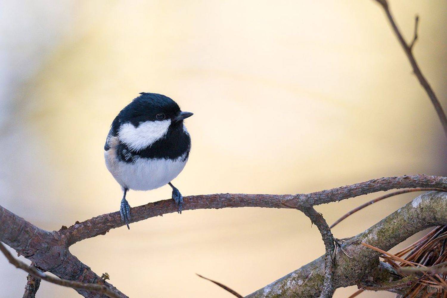птица, московка, лес, зима,, Дмитрий Доронин