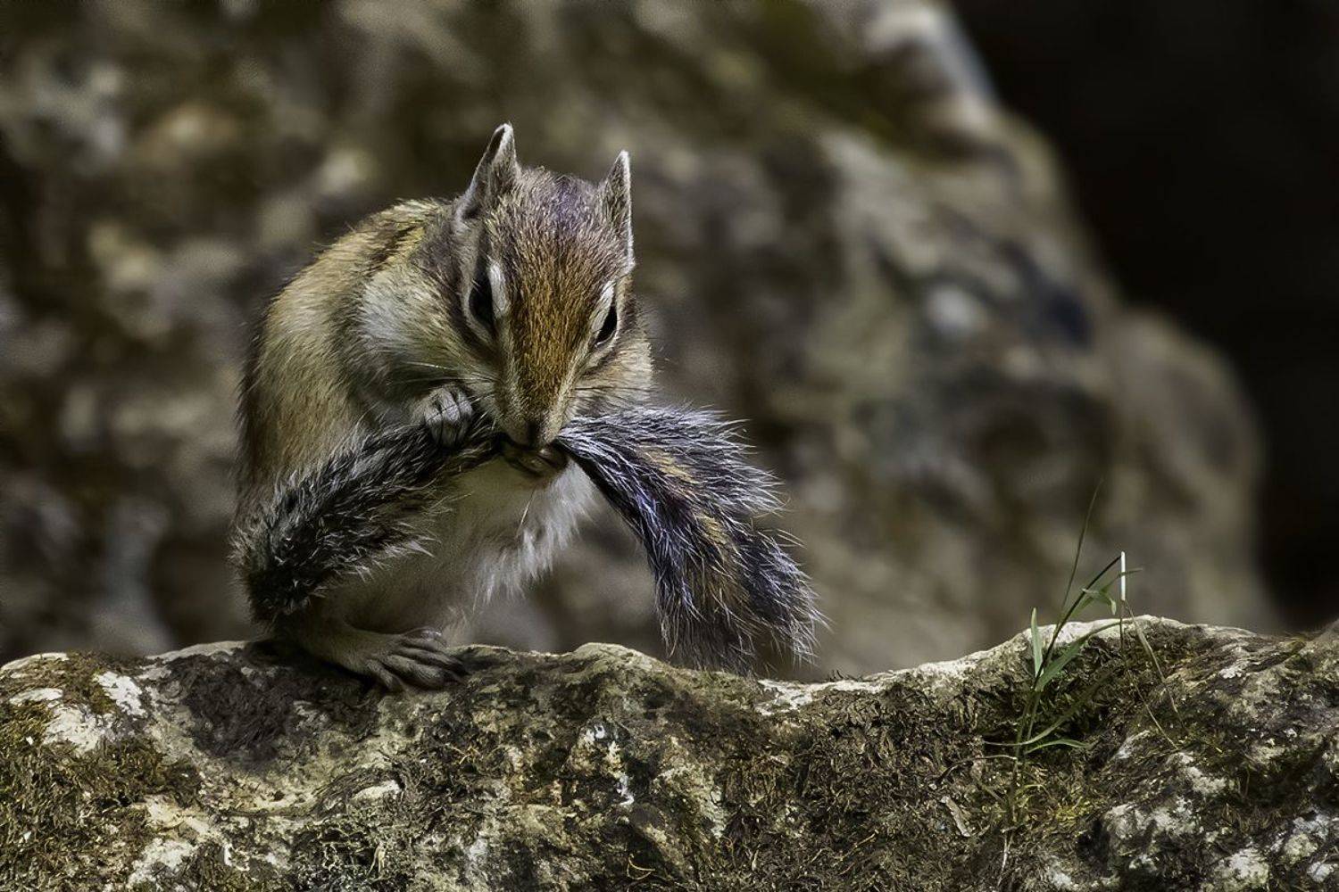 бурундук, горы, мех, Наталия Сытина