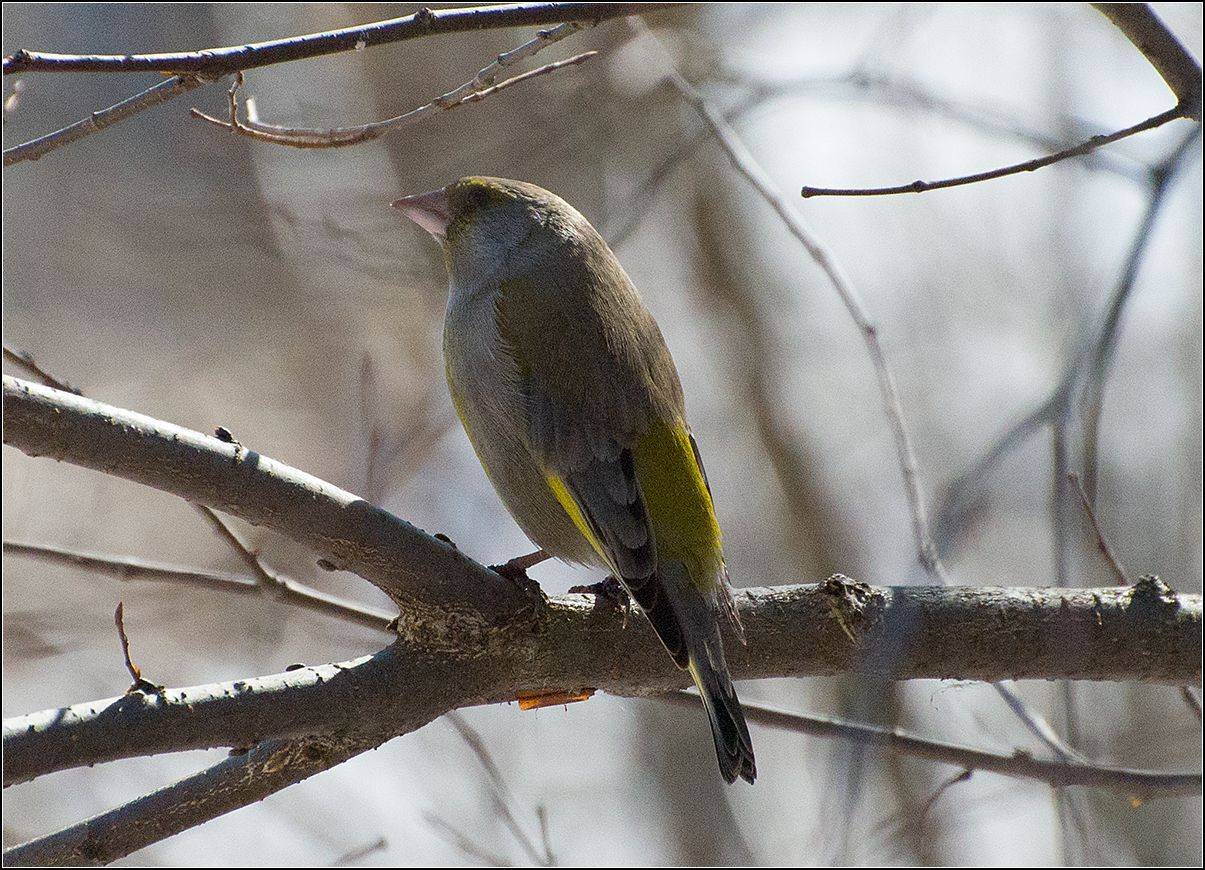 москва, парк, птица, АНАТОЛИЙ ДОВЫДЕНКО