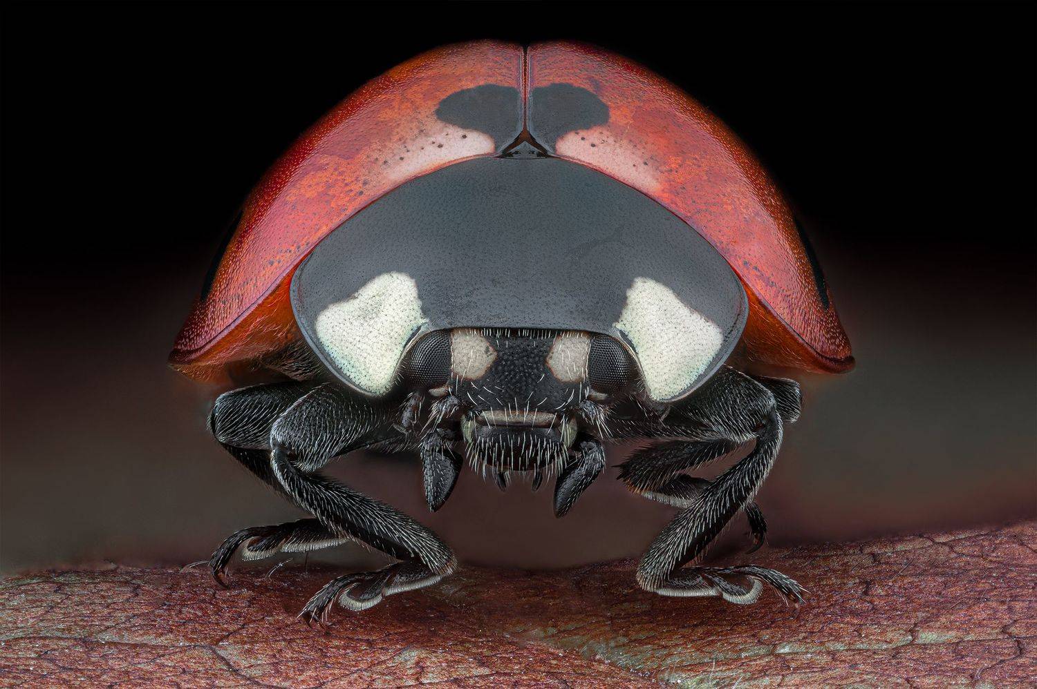 ceclii, macro, Ganev Tsvetan