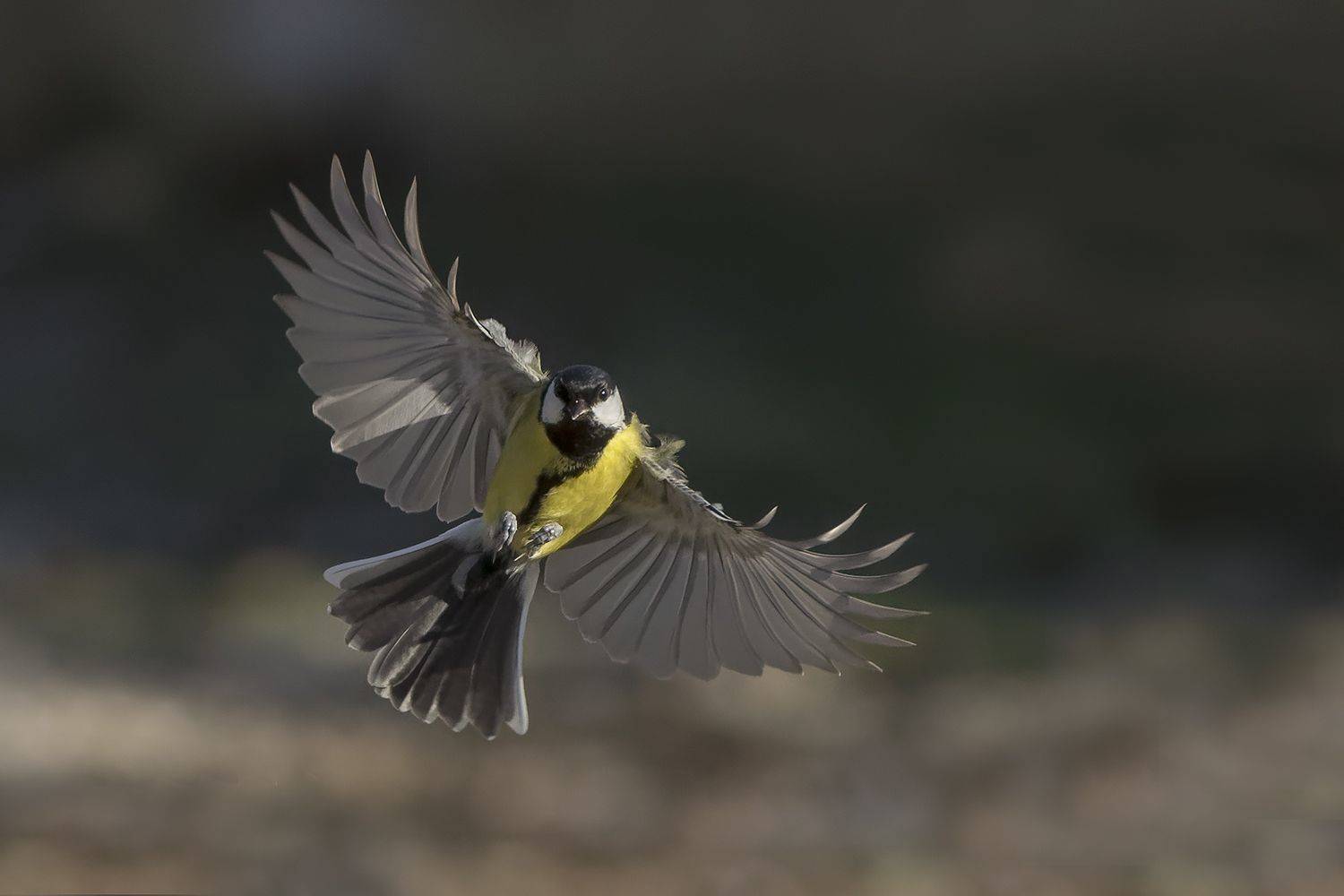 , Евгени Стефанов