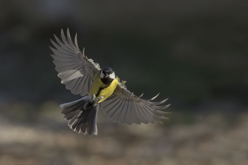 Большой фото превью