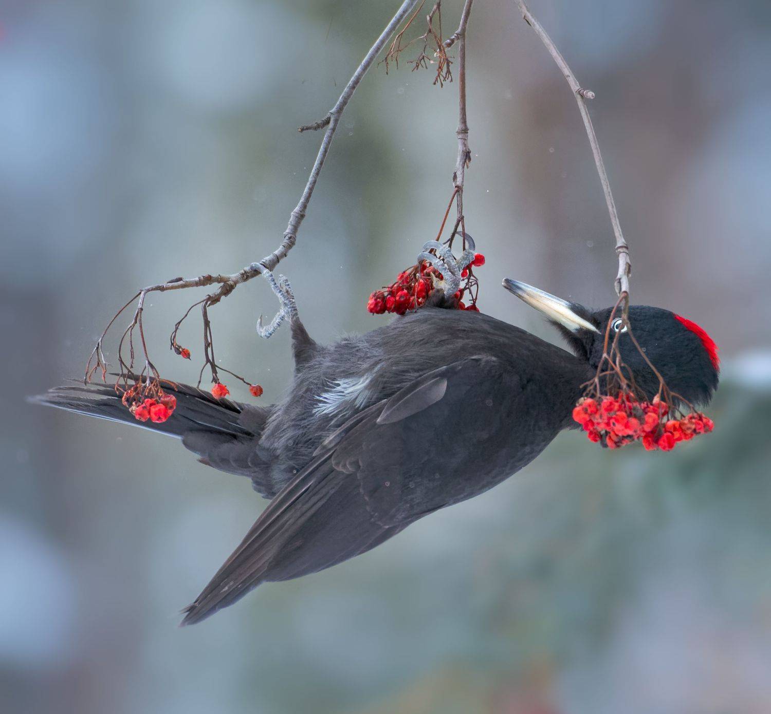 птицы России, птицы Москвы, фотоохота, наблюдение за птицами, птица, птицы, орнитология, nikon, birding, birdwatching, bird freak, Никон Александр