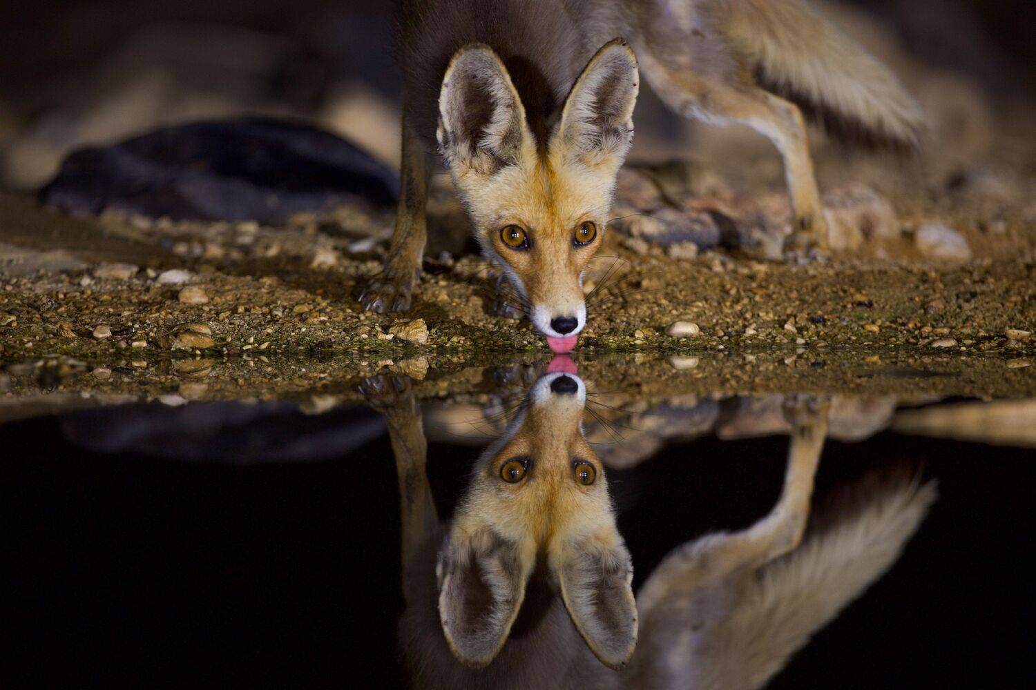 Fox. Автор: David Manusevich , David Manusevich