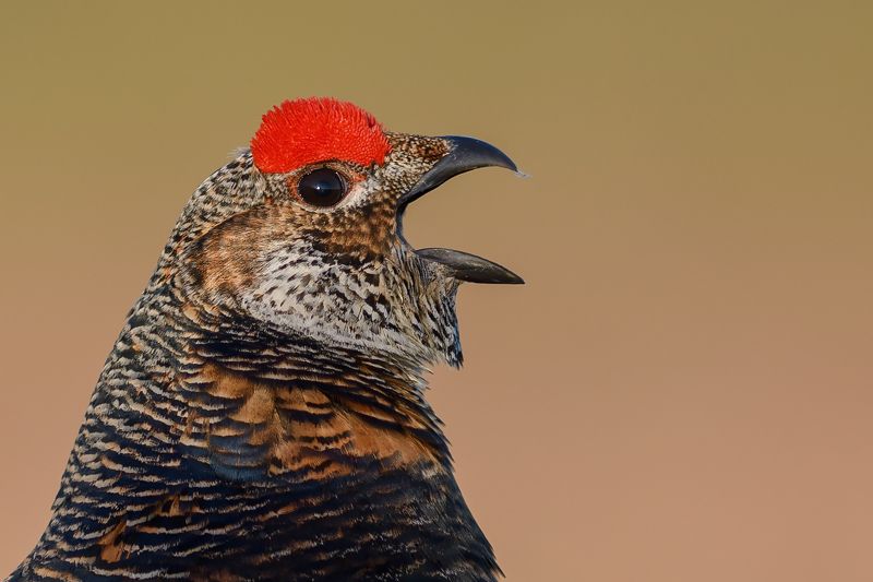 Куропёрый тетерев. фото превью