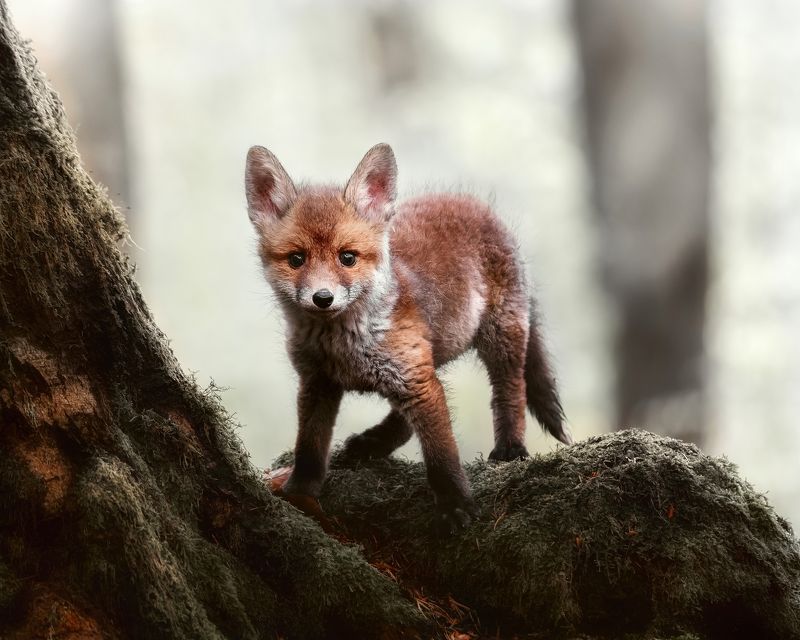 red fox, fox, mammal, forest Little red fox фото превью