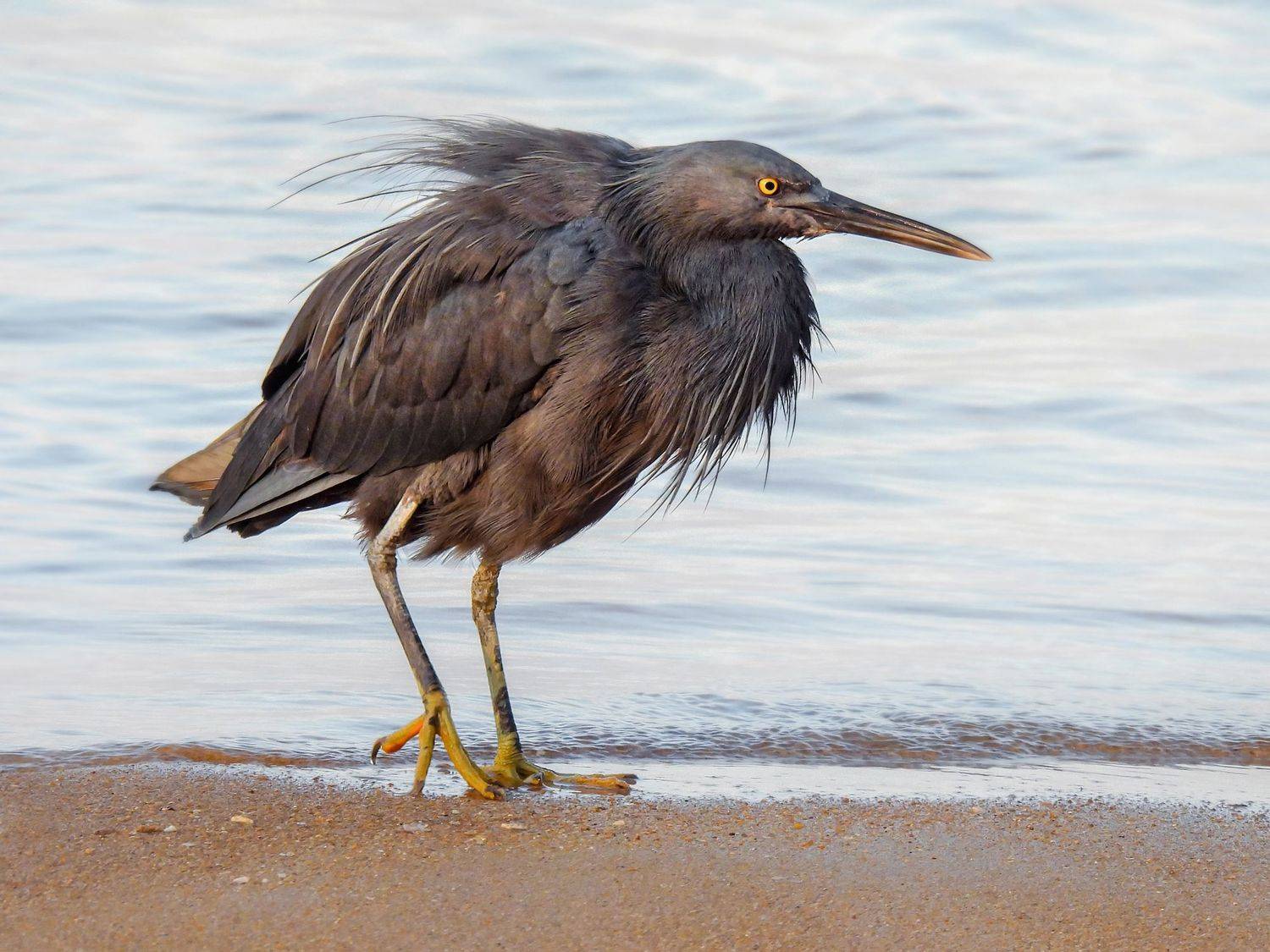 Цапля, Лесина Елена