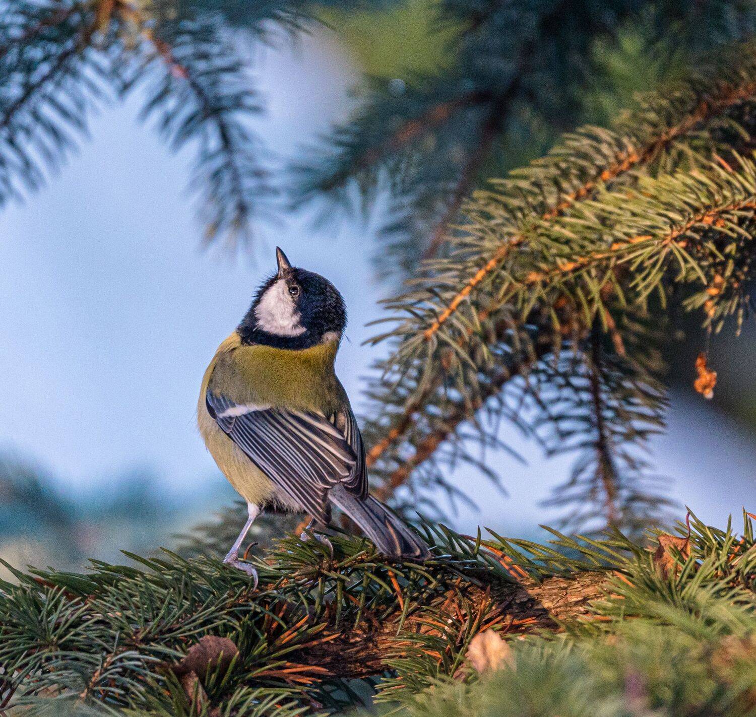 , Курлянцев Алексей