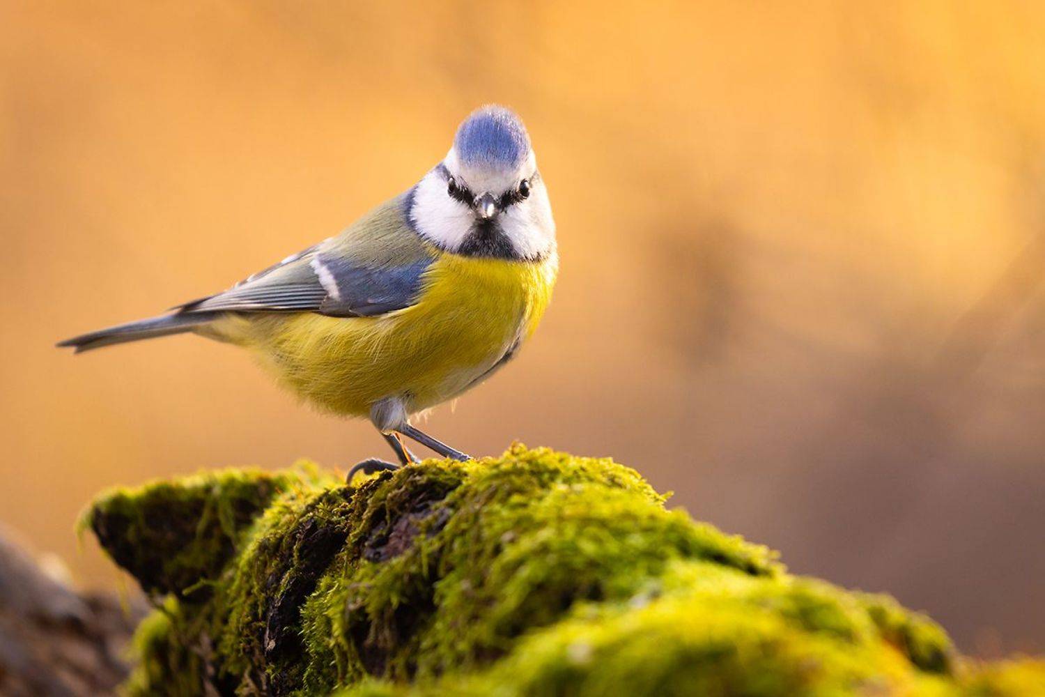 , Robert Adamec